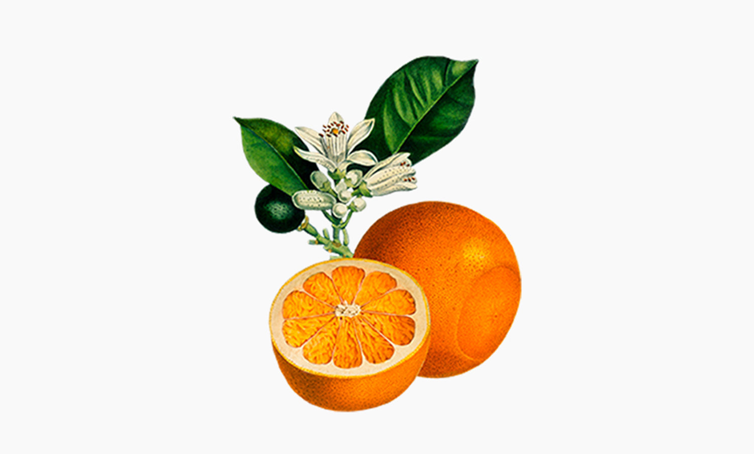 Bigaradier | Citrus aurantium amara