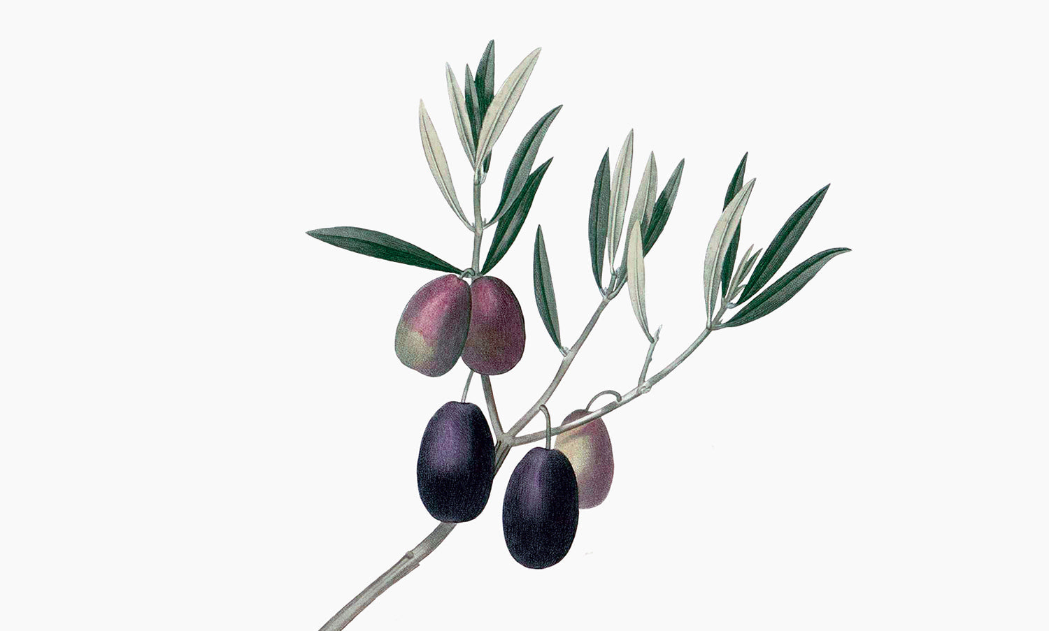 Olivier | Olea europaea