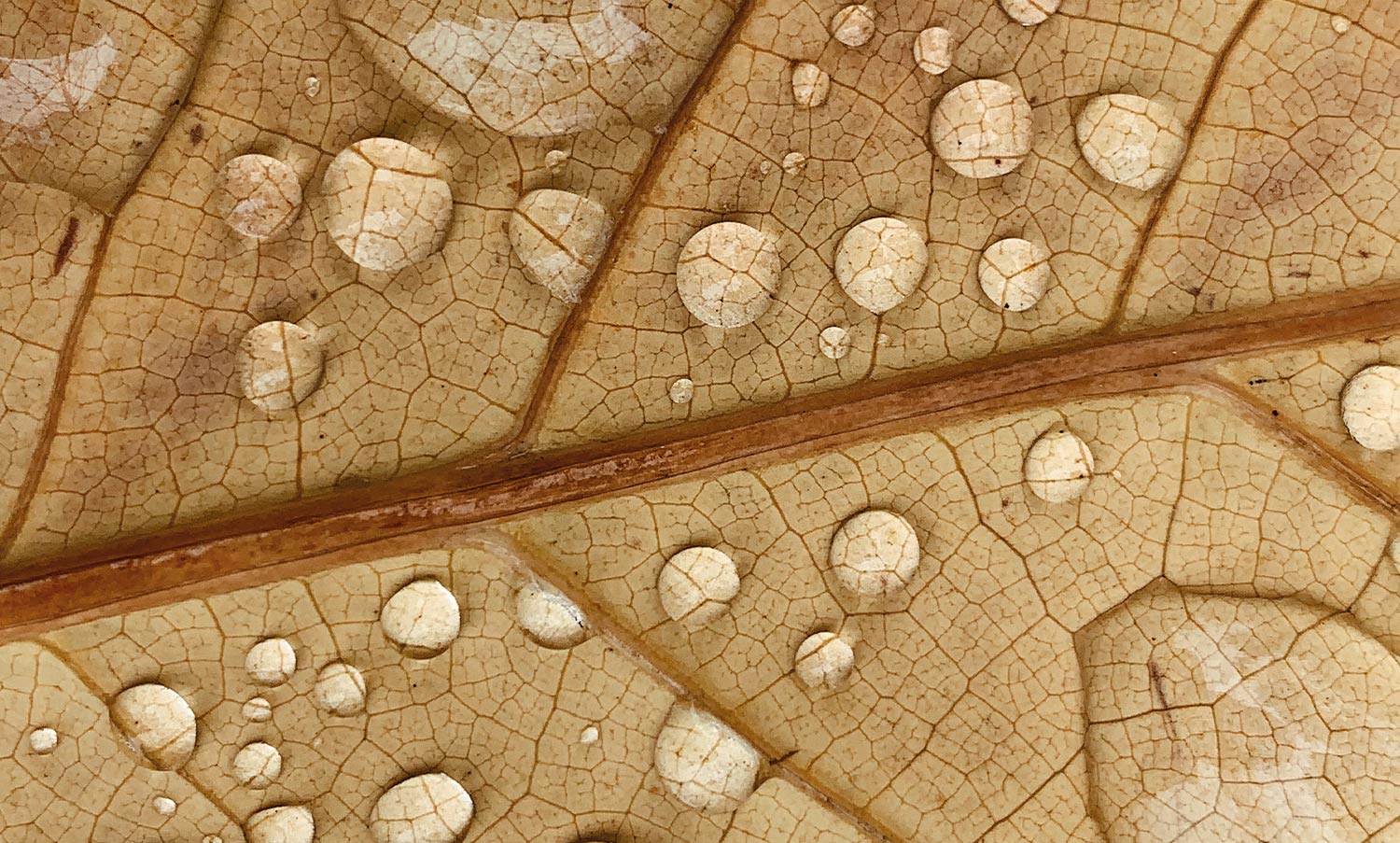 Comment notre peau s'hydrate-t-elle ?