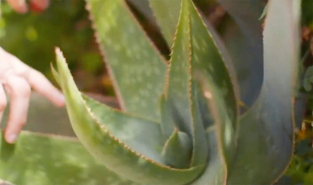 Aloe Vera