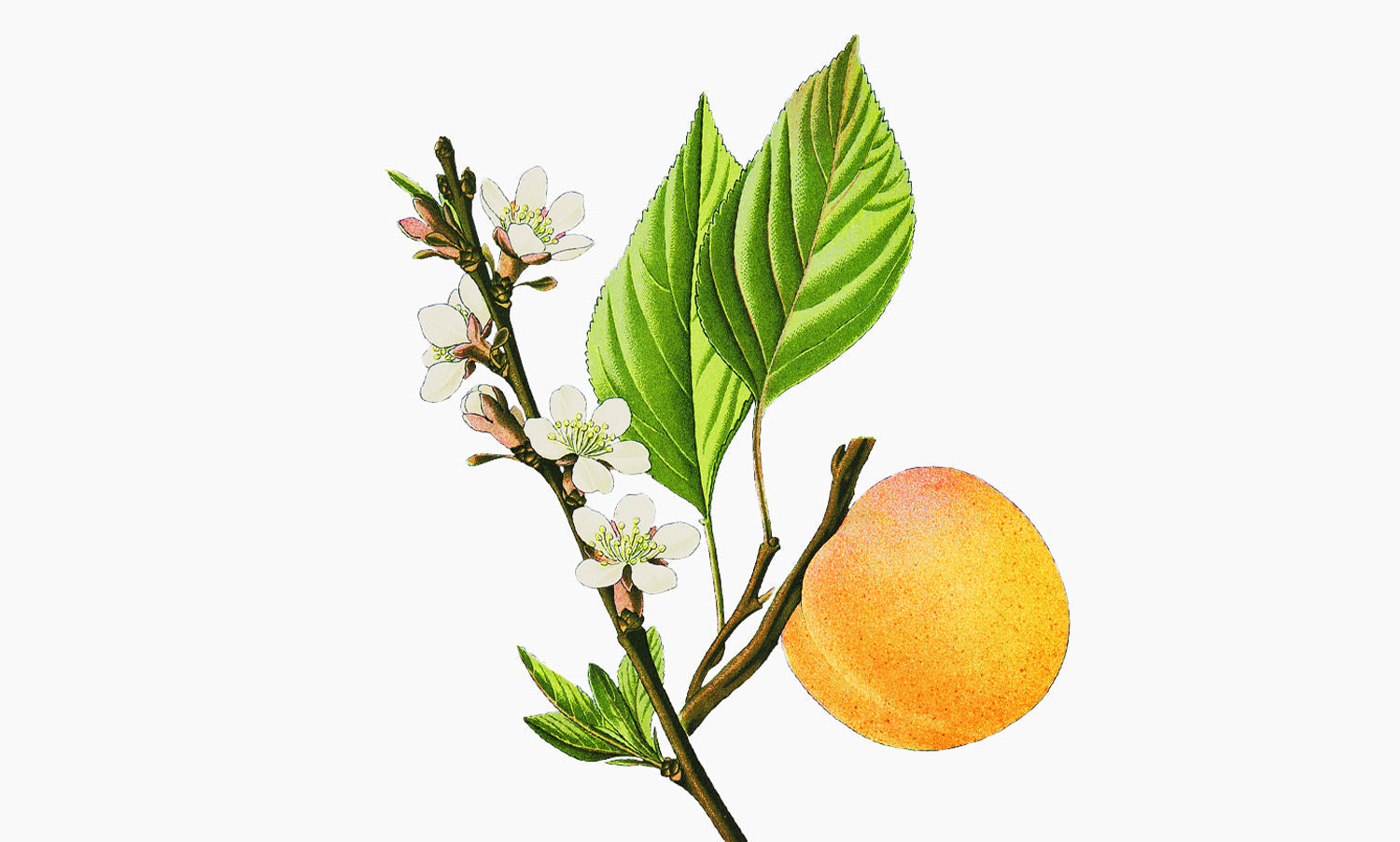 Abricotier | Prunus armeniaca