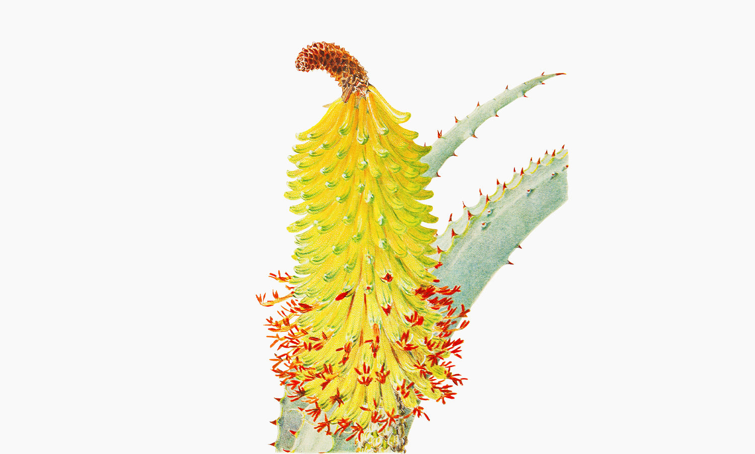 Aloe Vera | Aloe barbadensis