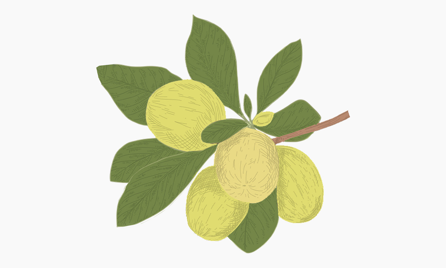 Beurre de Karité | Butyrospermum Parkii