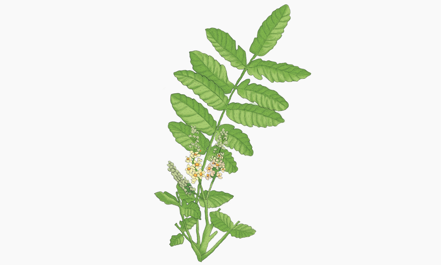 Frankincense | Boswellia sacra