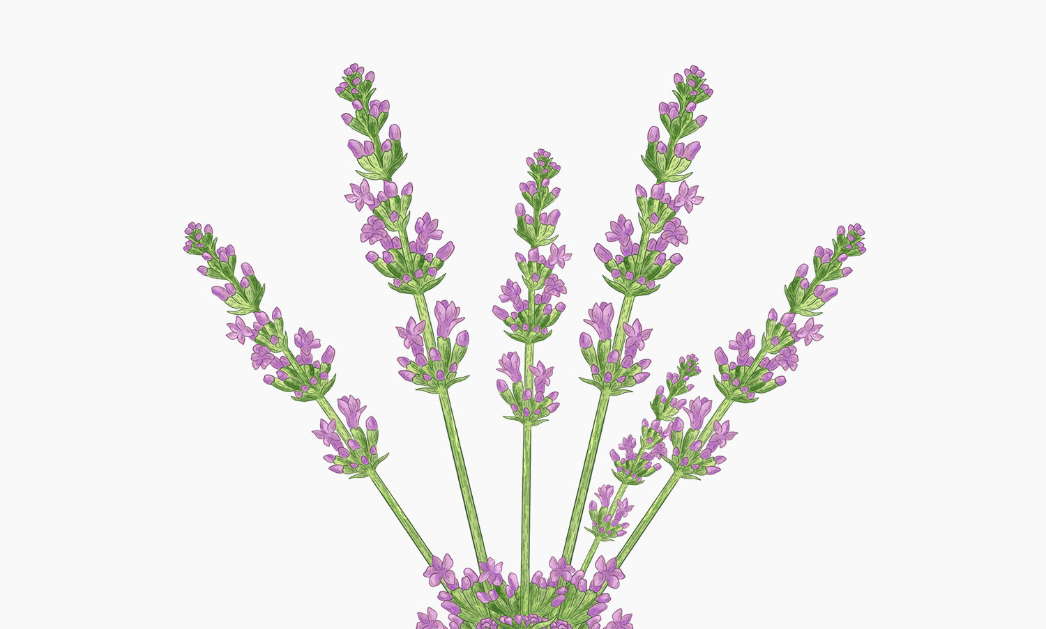 Lavande | Lavandula augustifolia