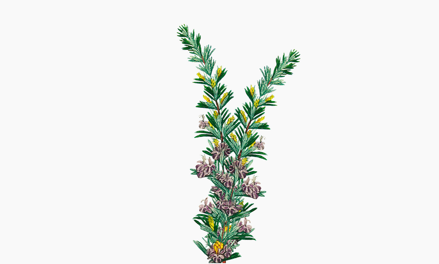 Romarin | Rosmarinus officinalis