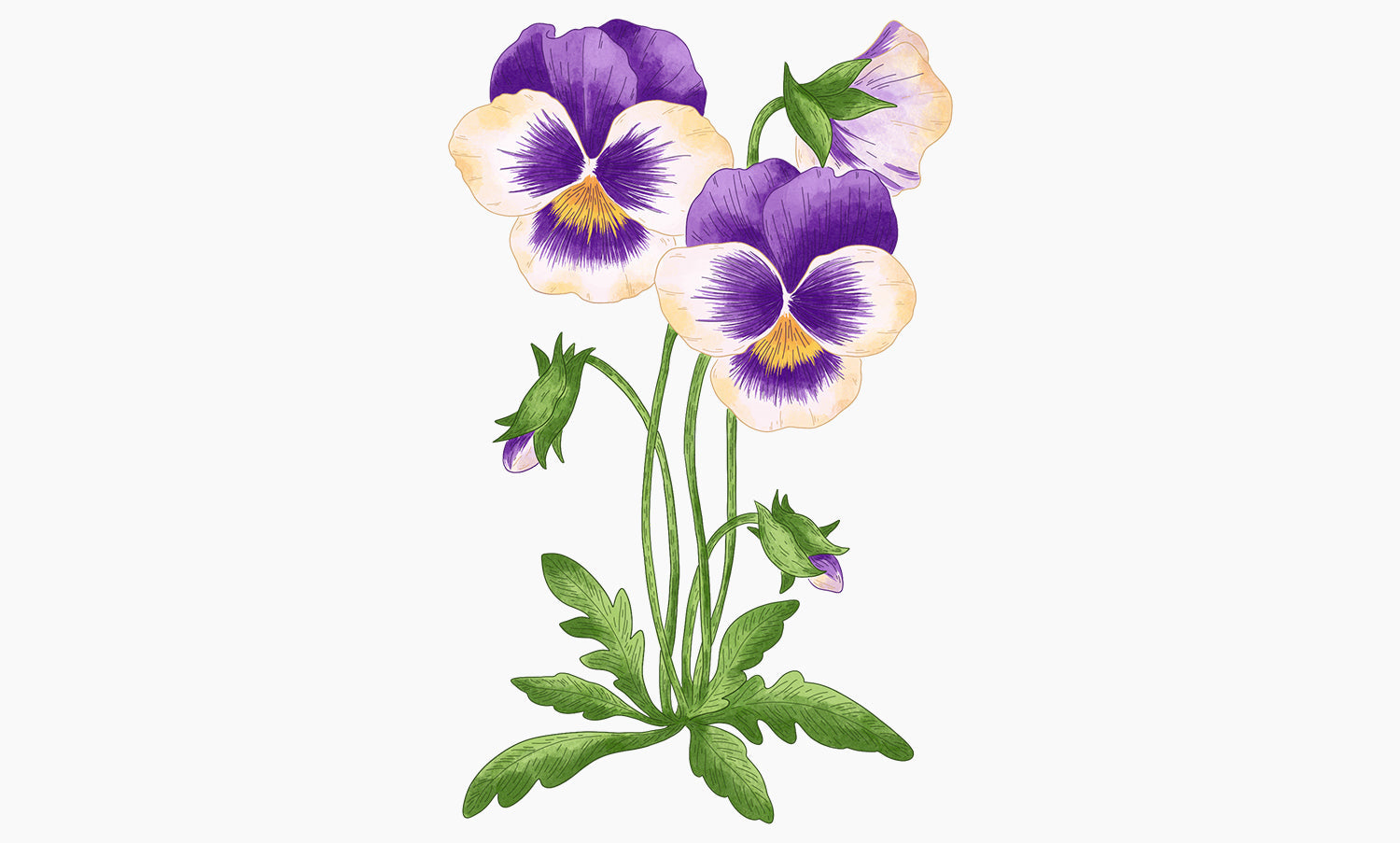 Pensée Sauvage | Viola tricolor