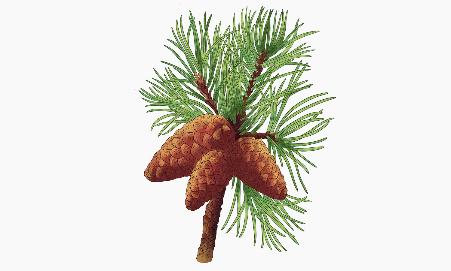 Pin d'Alep | Pinus Halepensis