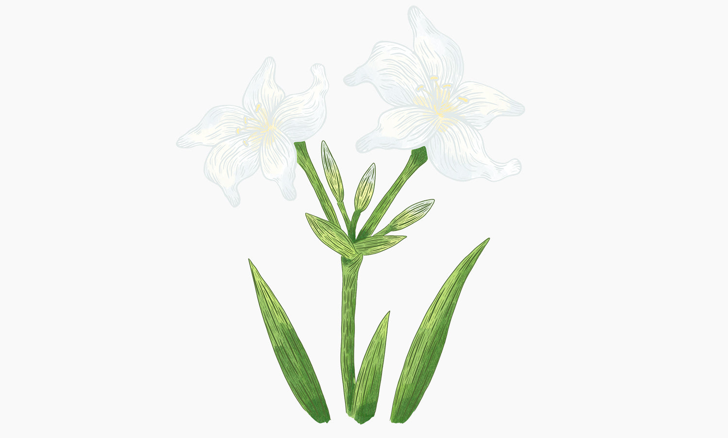 Lys de Mer | Pancratium Maritimum