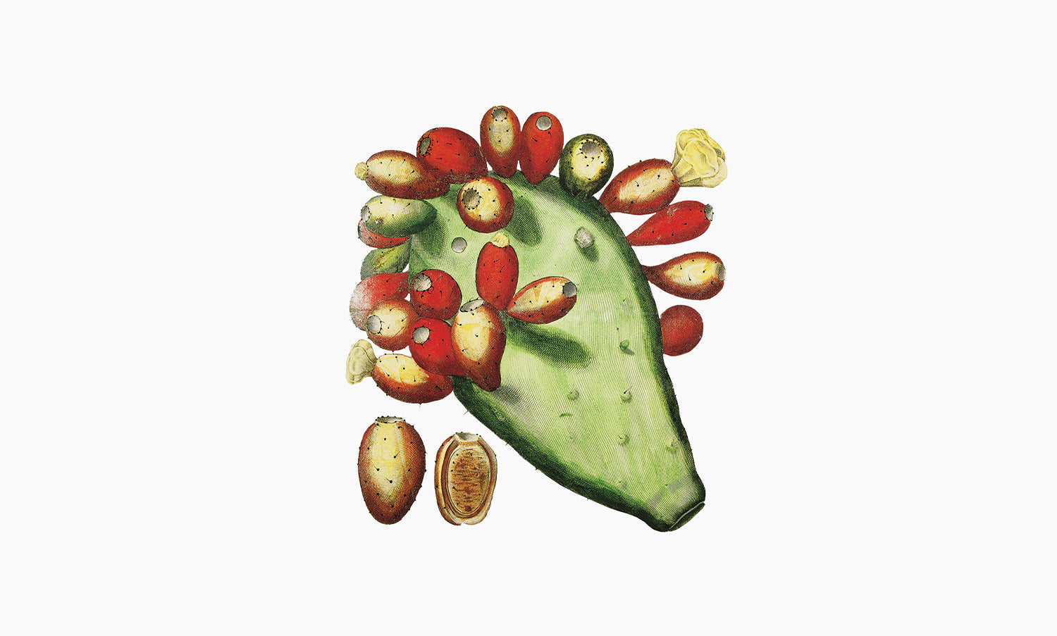 Figuier de Barbarie | Opuntia ficus indica