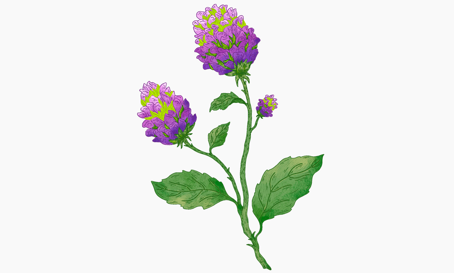 Bakuchiol | Psoralea corylifolia