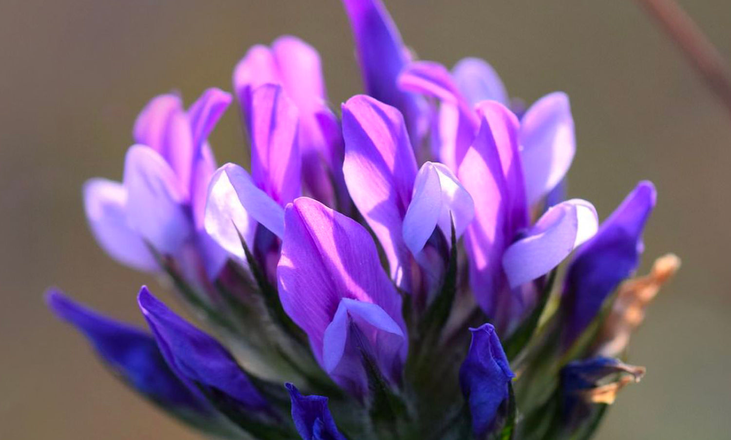 Tout savoir sur le rétinol & le bakuchiol